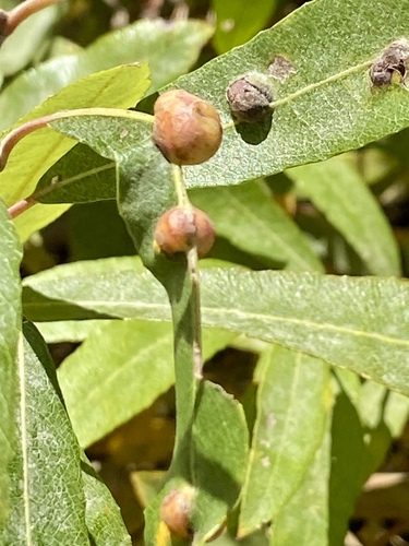 iNaturalist observation photo of Willow Apple Gall Sawfly
