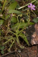 Drosera indica