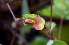 Geissaspis cristata tenella