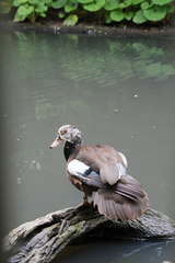 Asarcornis scutulata