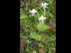 Habenaria grandifloriformis