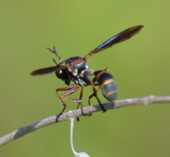 Physocephala sagittaria