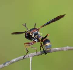 Physocephala sagittaria