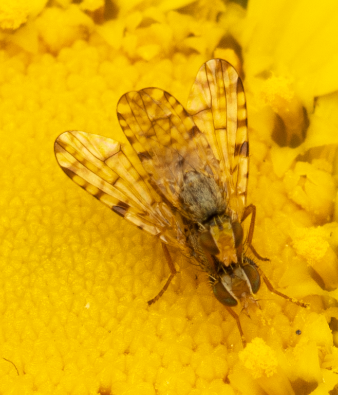 Campiglossa chilensis