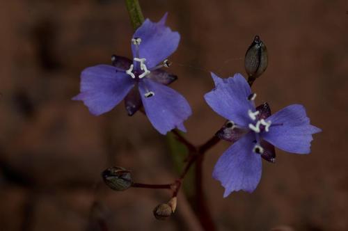 Murdannia semiteres (Dalzell) Santapau
