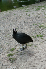 Fulica atra
