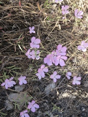 Clarkia dudleyana