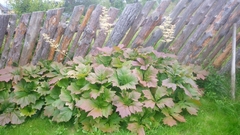 Rodgersia podophylla