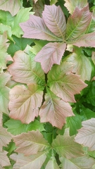 Rodgersia podophylla