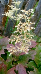 Rodgersia podophylla