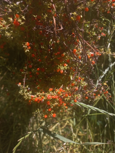 Image of Galium hypocarpium by (c) Florencia Luna, some rights reserved (CC BY)