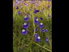Utricularia reticulata