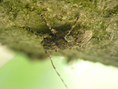 Mesosa nebulosa