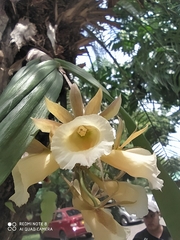 Galeandra baueri