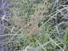 Cyperus pilosus