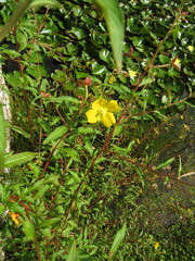 Ludwigia octovalvis