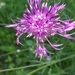 Centaurea scabiosa scabiosa - Photo 由 Markus Krieger 所上傳的 (c) Markus Krieger，保留部份權利CC BY