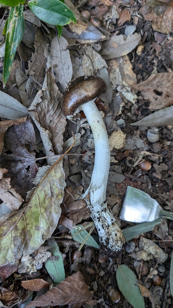 Amanita pseudoporphyria · November 2024 · photo: © atsushi_nakajima_cirque (iNaturalist, cc-by)
