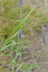 Nepeta multifida
