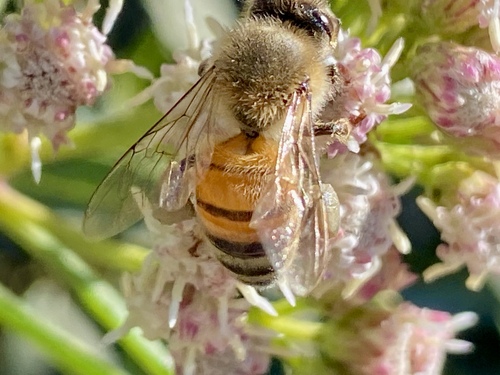 iNaturalist observation photo of Western Honey Bee