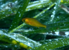 Spondyliosoma cantharus