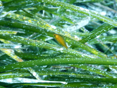 Spondyliosoma cantharus