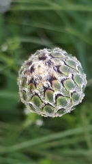 Centaurea scabiosa scabiosa