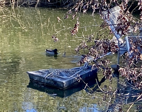 iNaturalist observation photo of Mallard