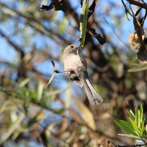 iNaturalist observation photo of Bushtit