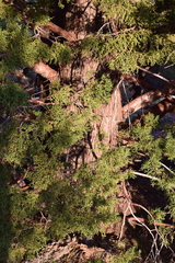 Juniperus grandis