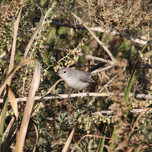 iNaturalist observation photo of Blue-gray Gnatcatcher