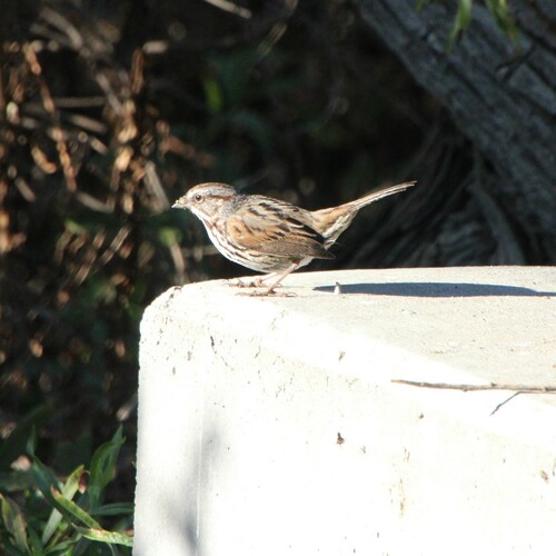iNaturalist observation photo of Song Sparrow