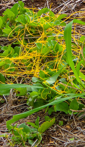 Cuscuta sandwichiana observed 2024-11-07