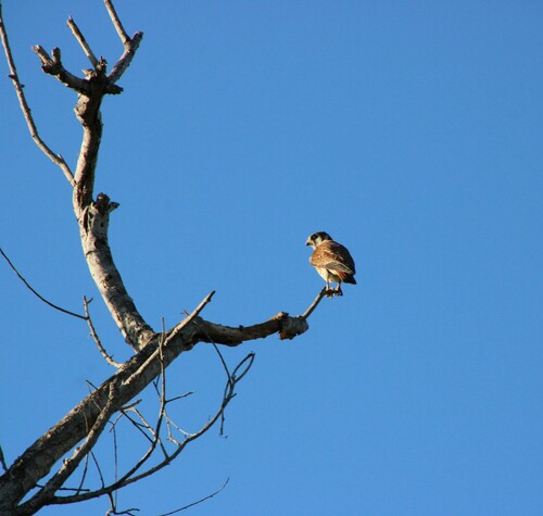 iNaturalist observation photo of American Kestrel