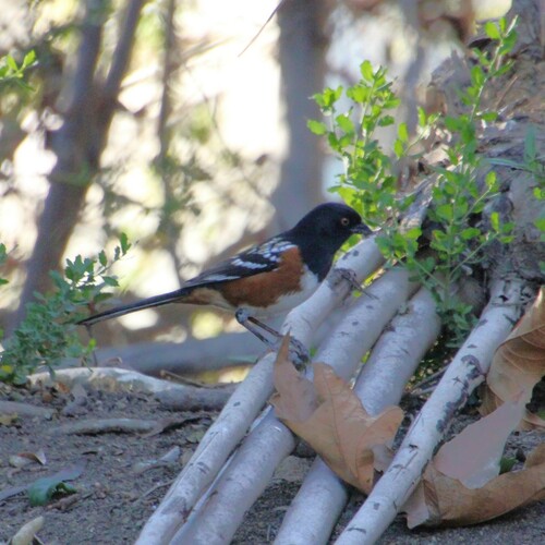 iNaturalist observation photo of Spotted Towhee