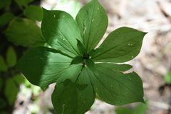 Paris verticillata