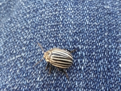 Leptinotarsa undecimlineata