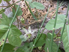 Passiflora bryonioides