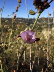 Malacothamnus densiflorus