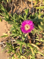 Carpobrotus dimidiatus