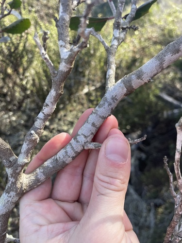 Arthonia mirabilis