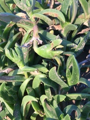 Carpobrotus dimidiatus