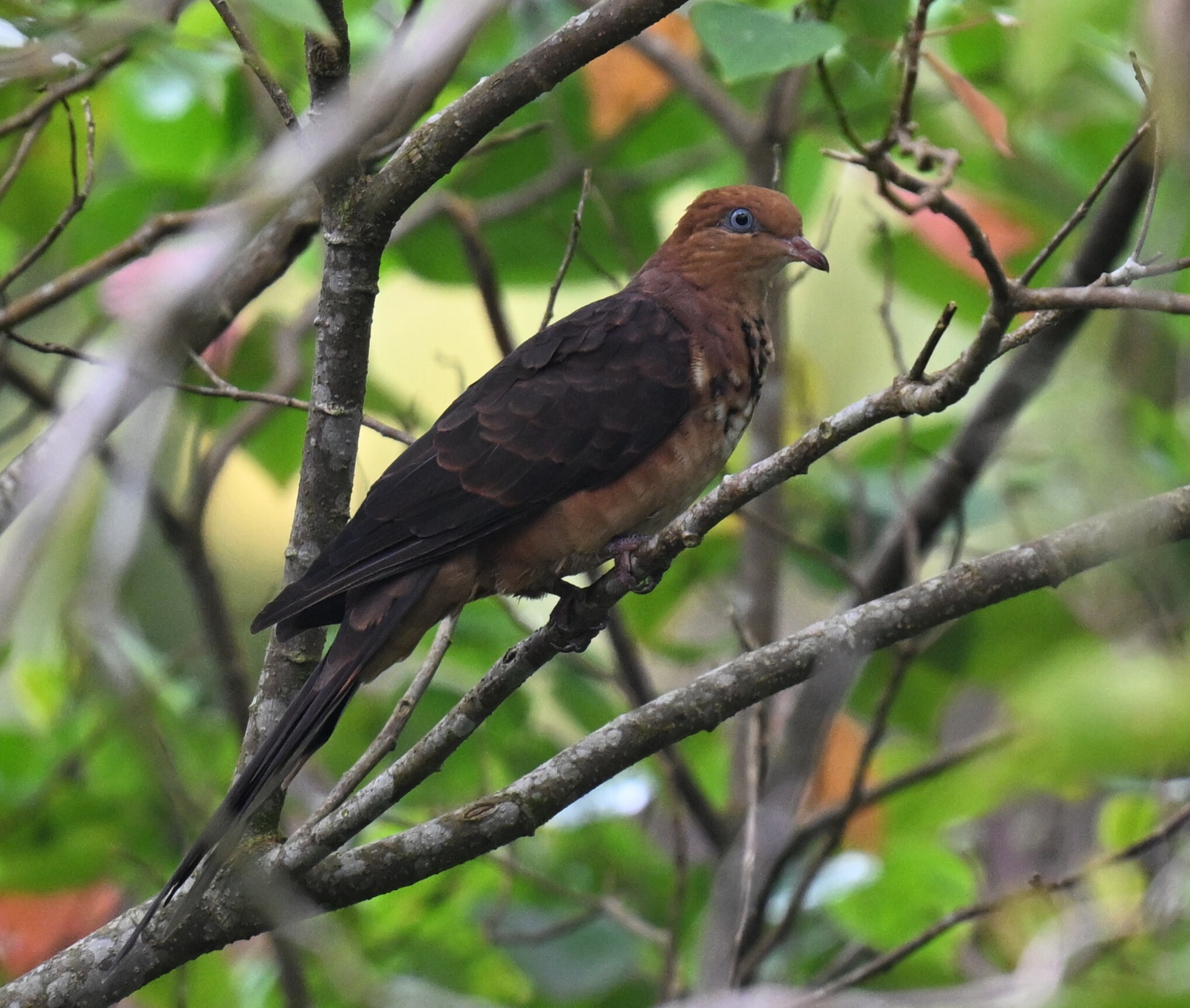 Little Cuckoo-Dove