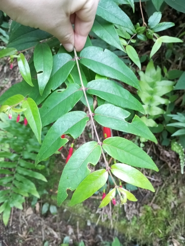 Image of Fuchsia regia by (c) Cristiane Colodel, some rights reserved (CC BY)