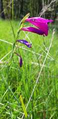 Gladiolus palustris