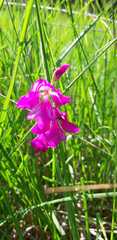 Gladiolus palustris