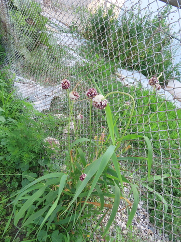 Image of Allium sativum by (c) Eric Schmidt, some rights reserved (CC BY)