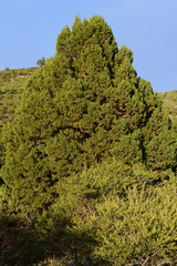Juniperus grandis