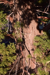 Juniperus grandis