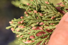 Juniperus grandis